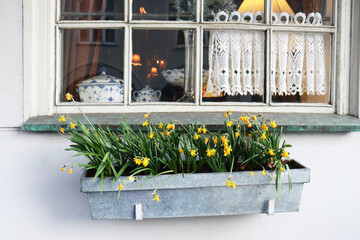 window with curtains in an old house and a box of blooming yellow daffodil on a white wall....