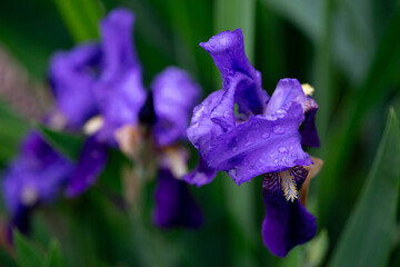 April 5th 2024: iris flower in full bloom during spring season