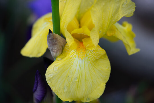 April 5th 2024: iris flower in full bloom during spring season
