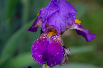 April 5th 2024: iris flower in full bloom during spring season