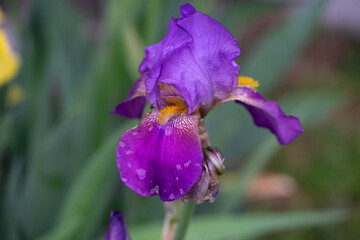 April 5th 2024: iris flower in full bloom during spring season