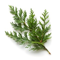 dill isolated on white background Generative AI