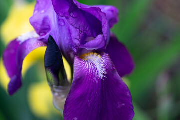 April 5th 2024: iris flower in full bloom during spring season