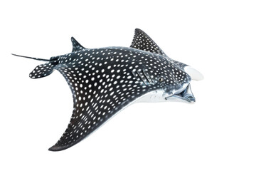 Spotted Eagle Ray On Transparent Background.