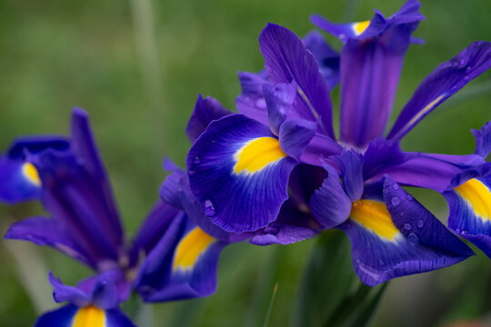 April 5th 2024: iris flower in full bloom during spring season