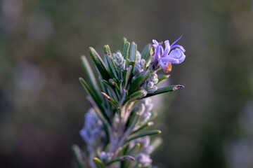 April 10th 2024: Rosemary during its blooming period