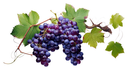Fototapeta premium PNG Grape vine grapes purple plant.