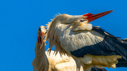 Storch im Nest