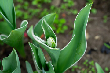 April 10th 2024: tulip before blooming during spring season