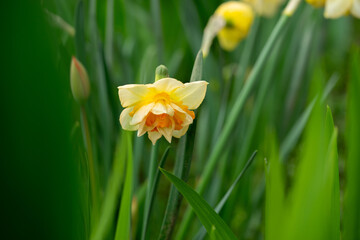 April 10th 2024: Narcissus flower in full bloom during spring season