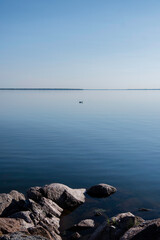 Large lake with a swan in the background