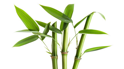 Bamboo isolated on white background