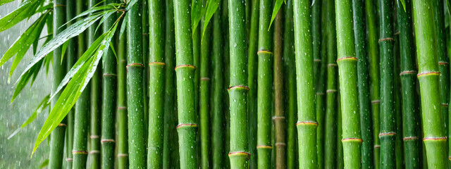 Natural green bamboo background. bamboo stems, exhibiting their natural green hue and segmented texture. Perfect for adding an organic and fresh feel to various visual projects