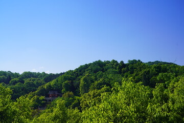 Fototapeta na wymiar 新緑の季節の緑が美しい春の里山風景　山の上から見た新緑と青空