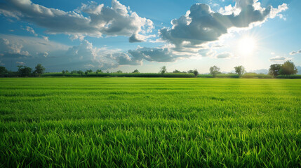 Obraz premium Rich green fields