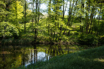 Fototapeta na wymiar Green deciduous trees reflected in the lake water.