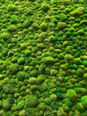 Vertical moss garden. Eco friendly green wall.