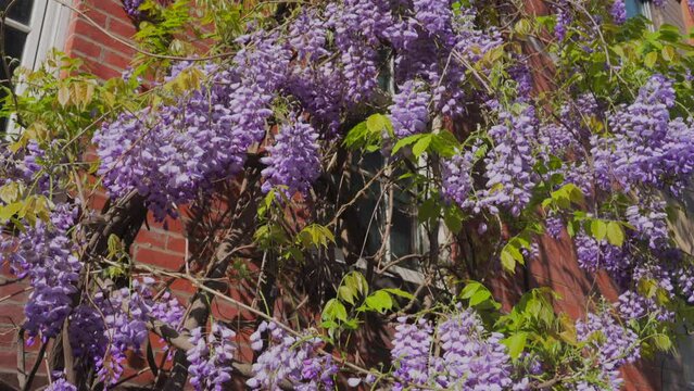 NEW YORK, NEW YORK - USA MAY 3 2024: Wisteria Vines blooms on walls of the Apartment buildings among growing fresh green trees around the Abe Lebewohl Triangle in East Village in New York City.
