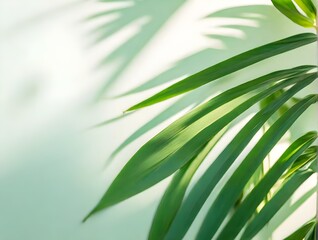 Sunlight and palm leaves shadow on green background