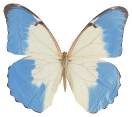 PNG Madagascan butterfly ripped paper invertebrate animal insect.