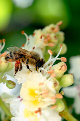 bee collects pollen nectar on a white pink chestnut flower, green leaves, macro photo, bee close up