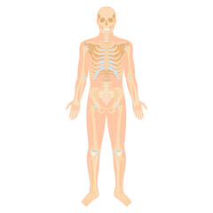 Systems of organs of the human body: circulatory, nervous, skeletal, digestive, male reproductive, female reproductive, respiratory and urinary systems. Anatomical vector illustration.
