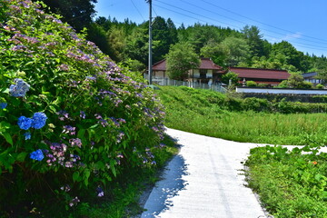岡山　済渡寺　鳥居　白い鳥居　紫陽花　アジサイ　あじさい
