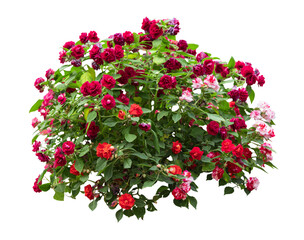Tropical plant bush shrub red pink flower green tree isolated on white background. This has...