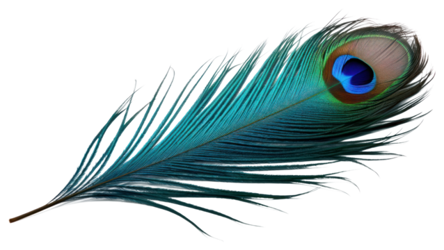 PNG  Peacock feather bird lightweight.