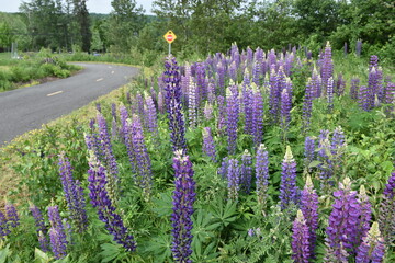Flowers in the park in summer, Québec, Canada