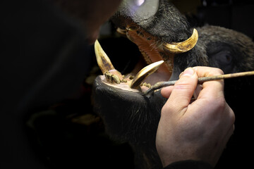 young man working on taxidermy in his workshop.