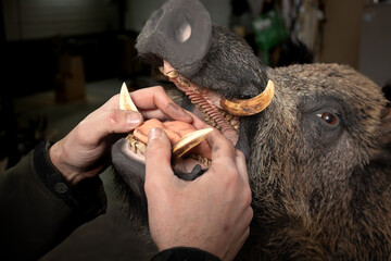 young man working on taxidermy in his workshop.