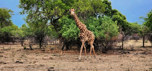 Giraffe walking 