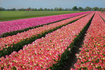 Netherlands. Tulip field of Noord-Holland