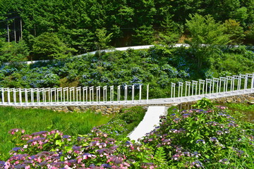 岡山　済渡寺　鳥居　白い鳥居　紫陽花　アジサイ　あじさい