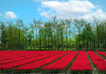 Netherlands Fields of tulips in Noord-Holland