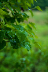 green leaves in the rain