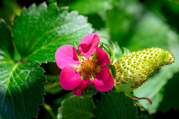 Macro shot of the pink flowers of unripe strawberry plants in the sunshine.