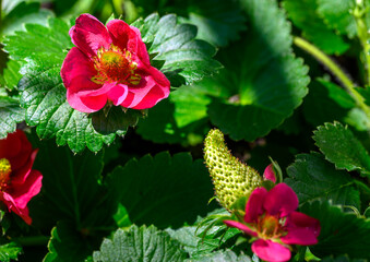 Macro shot of the pink flowers of unripe strawberry plants in the sunshine.