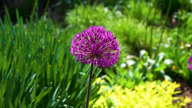czosnek purple sensation - allium hollandicum
