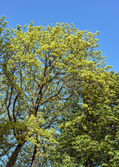 Oslo in early May.