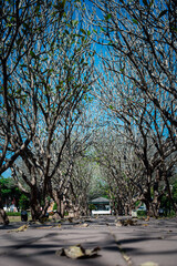 Concrete pathway or footpath covered with branches of bare trees tunnel, Frangipani tree arch located in National museum, Tourist attractions of Nan Province, Thailand.