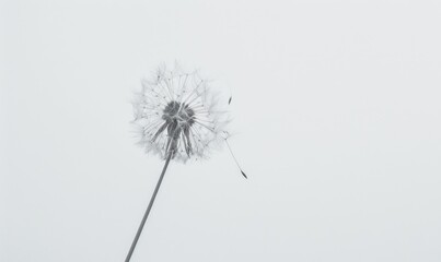 A pristine white dandelion gently swaying against a clean white backdrop