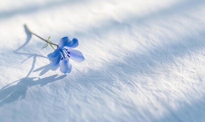 A serene bluebell on a pristine white surface, casting a subtle shadow