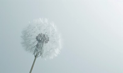 A white dandelion delicately placed on a white background