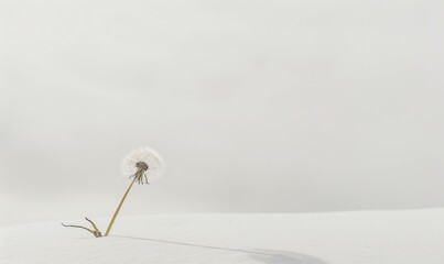 A white dandelion gracefully poised on a soft white surface - Powered by Adobe