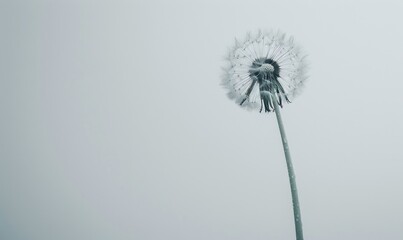 A white dandelion gracefully poised on a soft white surface