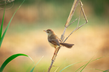 a small plain prinia bird perched at the end of a wood. common tailorbird Summertime photography 