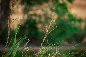a small plain prinia bird perched at the end of a wood. common tailorbird Summertime photography 