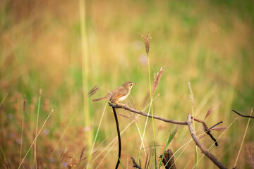 a small plain prinia bird perched at the end of a wood. common tailorbird Summertime photography 